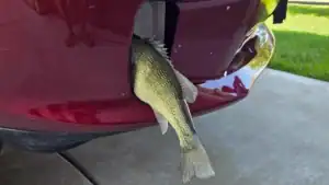 Flying Bass Falls from Sky, Hits Family Truck