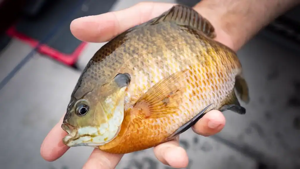 Bluegill in hand
