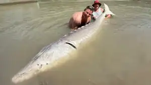 Elusive 700-Pound, 10-Foot-Long White Sturgeon Finally Caught-And-Released