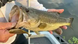 bass on topwater