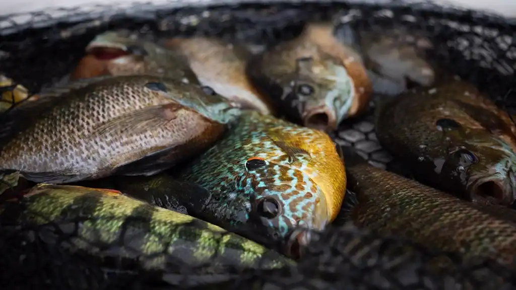 Panfish in a net