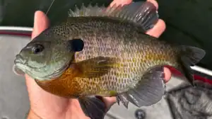 Big bluegill on soft plastic