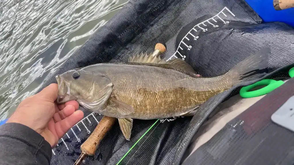 smallmouth bass caught on float tube