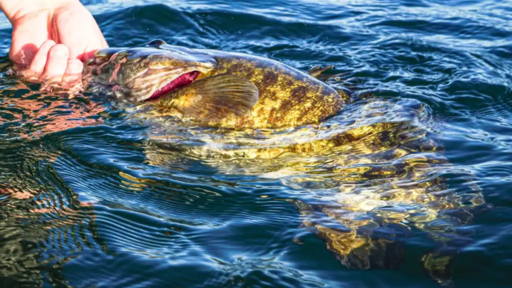 smallmouth bass release into the water