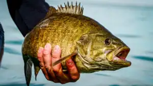 smallmouth bass held near the water