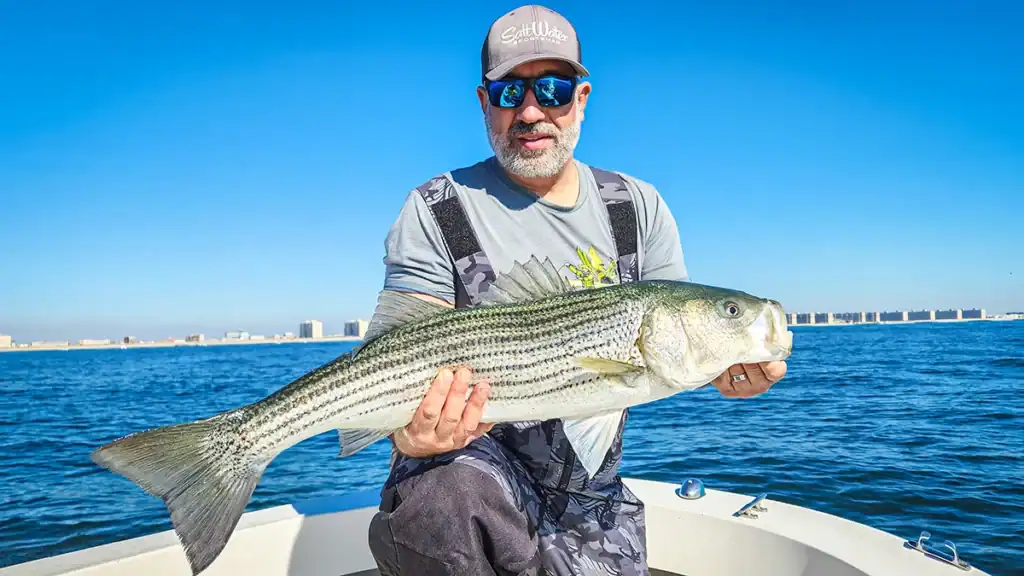 striped bass caught off the beach