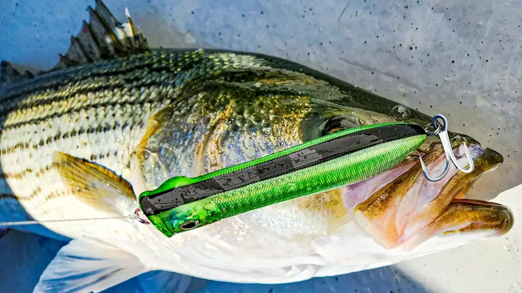 striped bass on topwater
