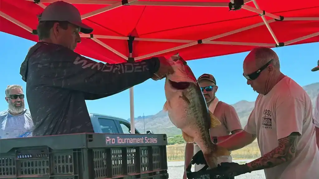 16 pound bass weighed in at AZ tournament