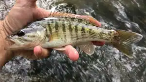 New Bass Species Discovered in Georgia, South Carolina
