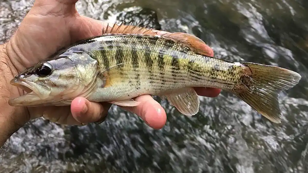 Bartram's Bass