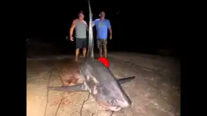 Connecticut Anglers Battle 700-Pound Thresher Shark for Six Hours