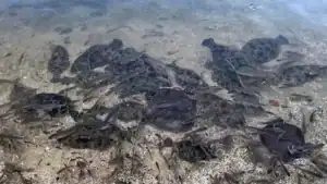 Thousands of Fish Jump on Shore in Alabama for This Weird Reason