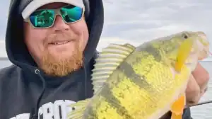 live bait perch fishing