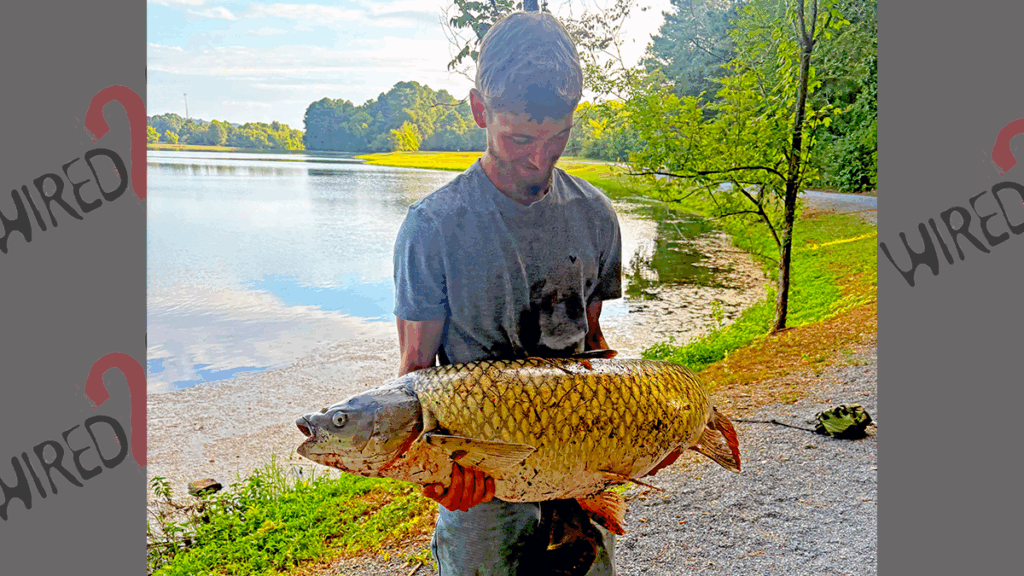 Potential record grass carp from GA