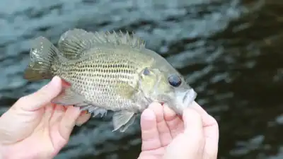 Rock bass
