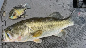 Savage Gear Live 3D Bluegill Line Thru Swimbait Review