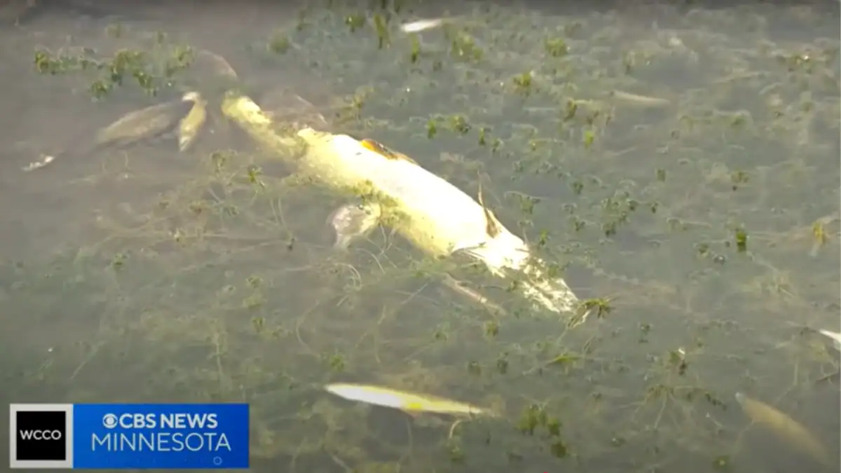 dead pike in Minnesota lake