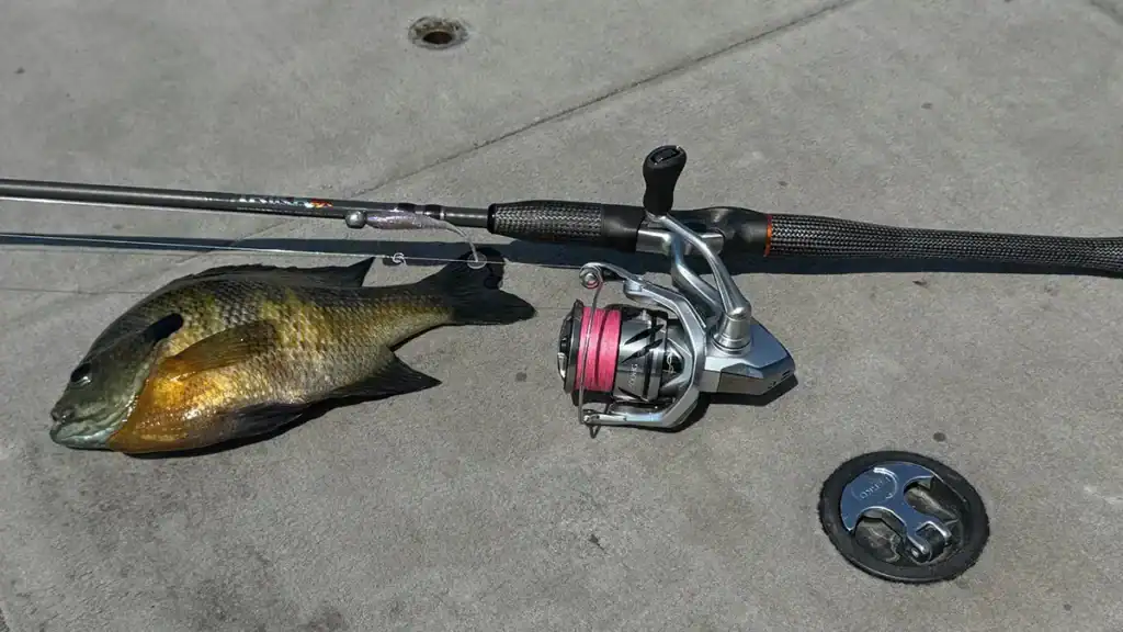 TRIKA and bluegill