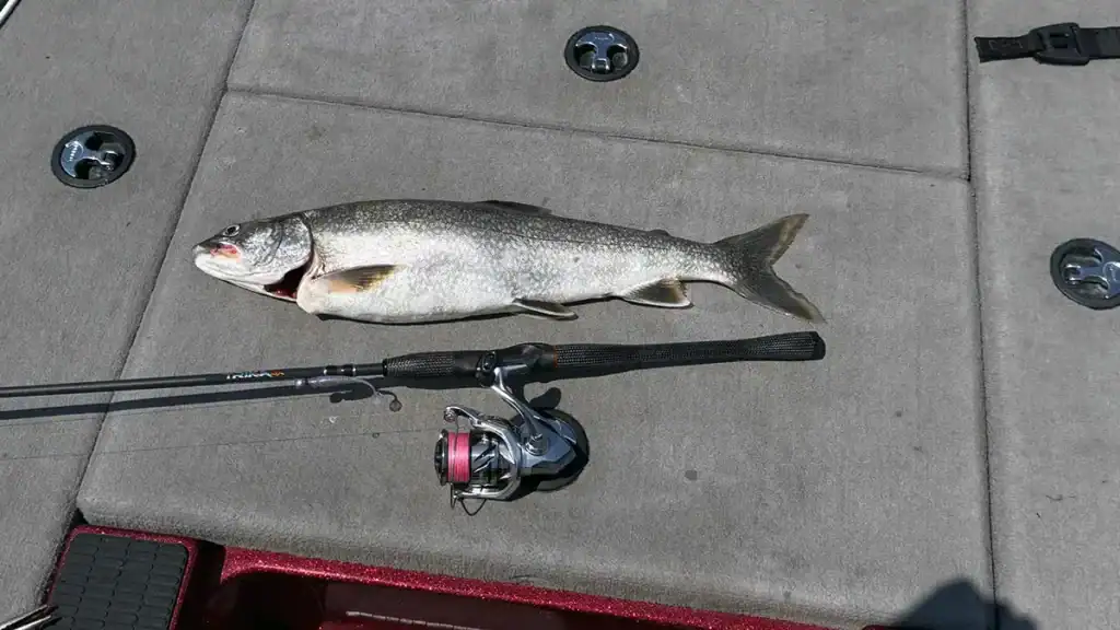 TRIKA rod and lake trout