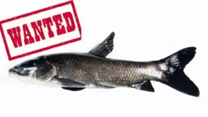 Bounty: Catch This Fish, Collect $100