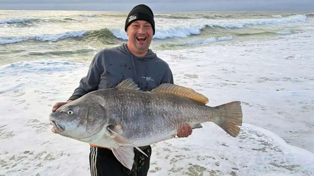 Black drum surf fishing