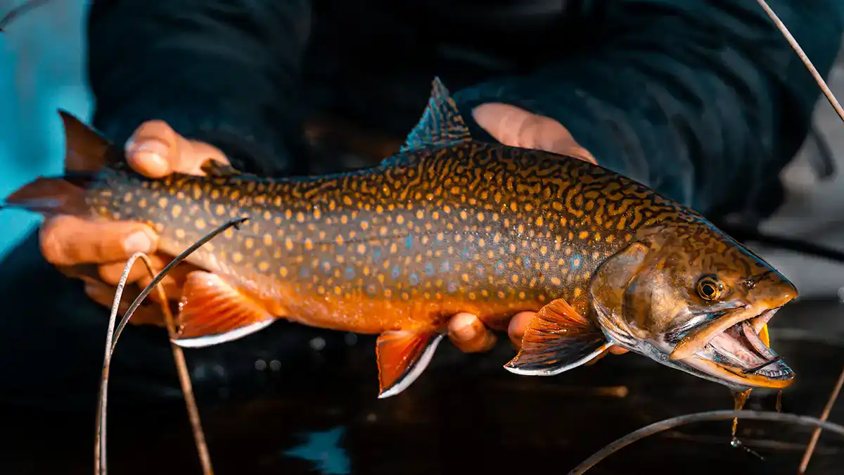 brook trout