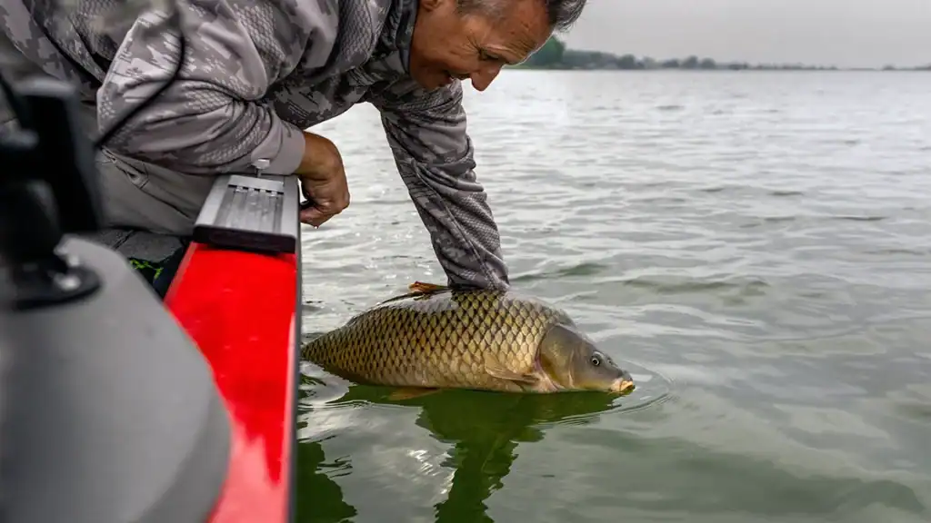 carp release