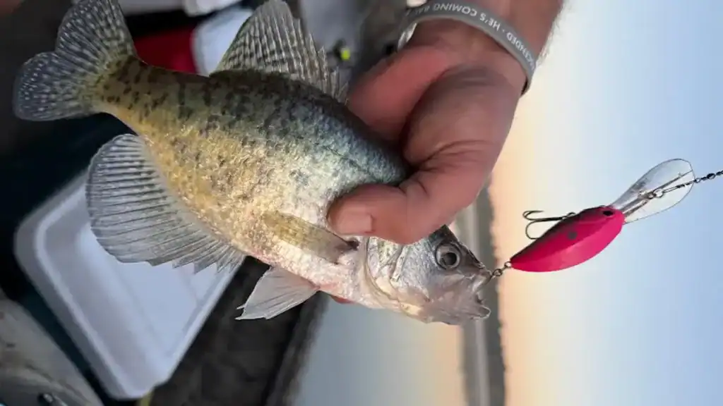 crappie caught by trolling custom crankbait