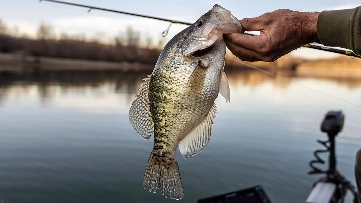 crappie fishing