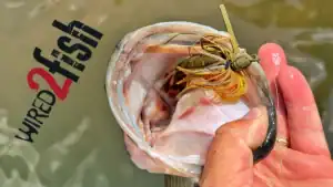 Dirty Jigs Weekender Swim Jig Review