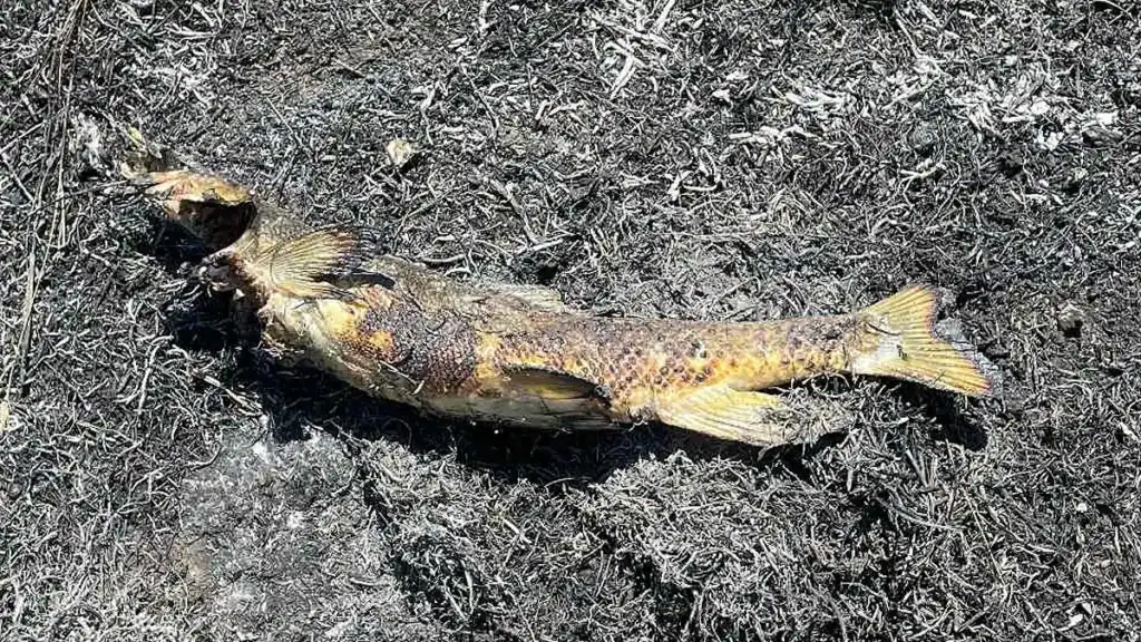 dropped fish that caused fire