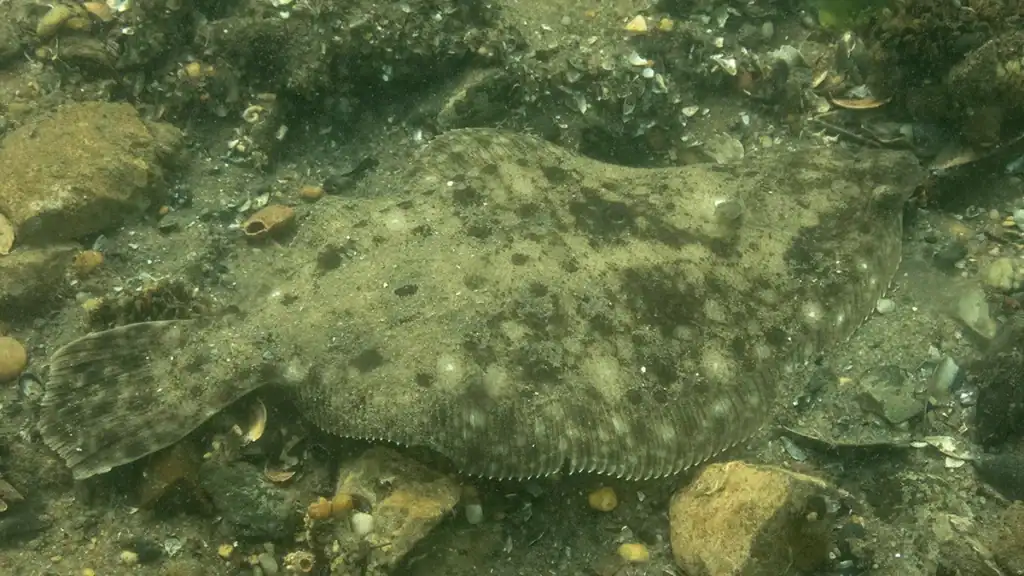 flounder