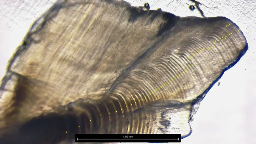 recording oldest lake trout in Great Lakes