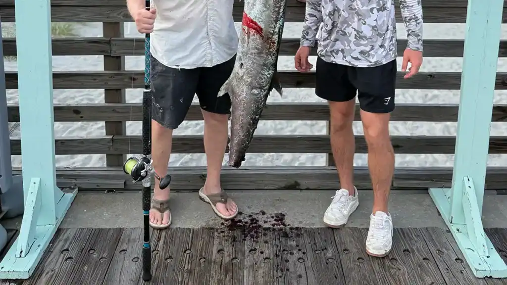 kingfish missing tail from shark bite