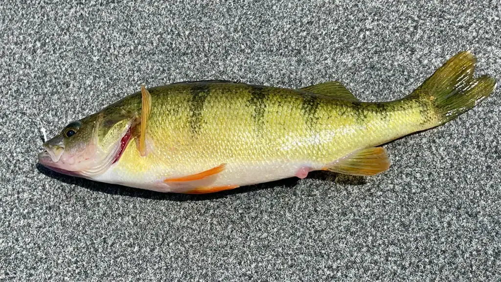 live bait perch fishing