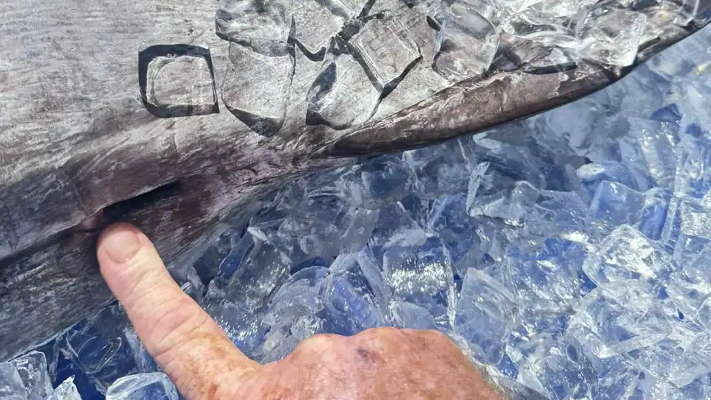 Florida marlin catch