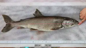 Meet Mary Catherine, the Oldest Lake Trout Ever Recorded in the Great Lakes