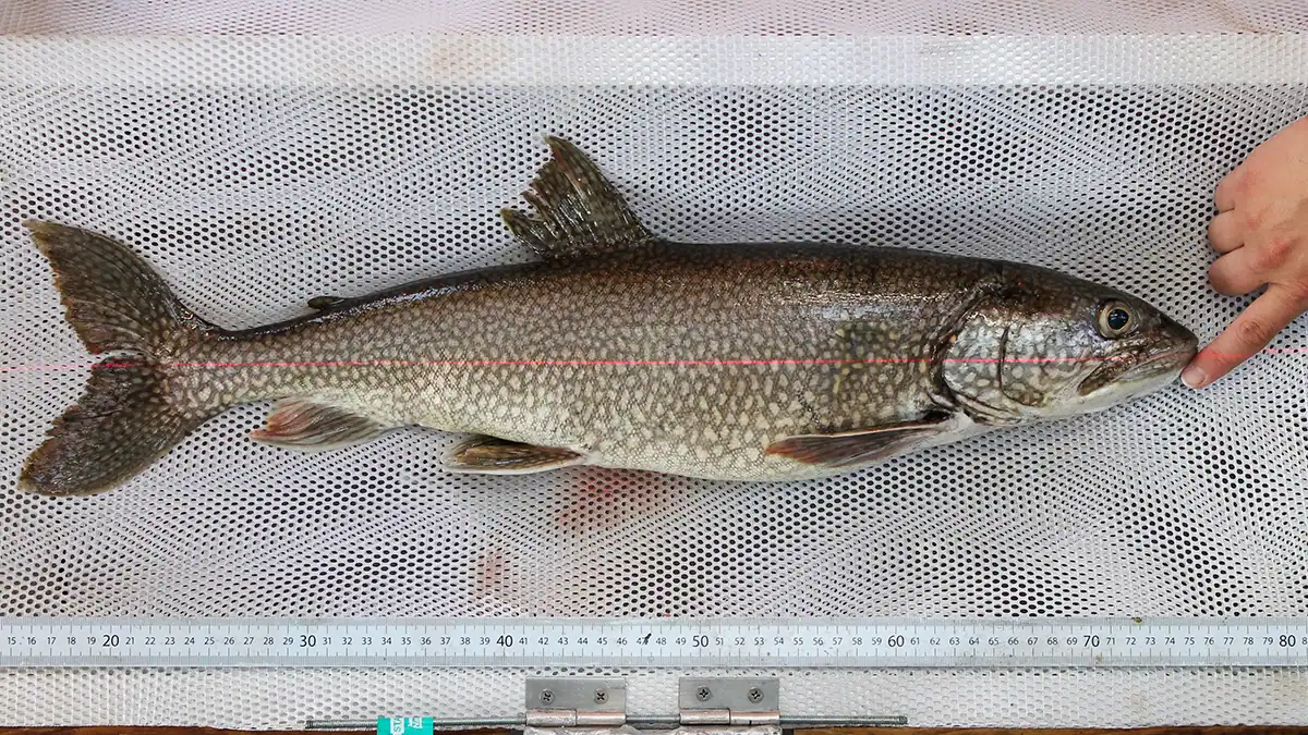 Mary Catherine oldest lake trout Lake Superior