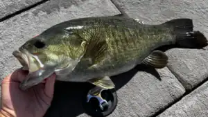 New York Angler Catches Once-In-A-Lifetime Fish: A Meanmouth Bass