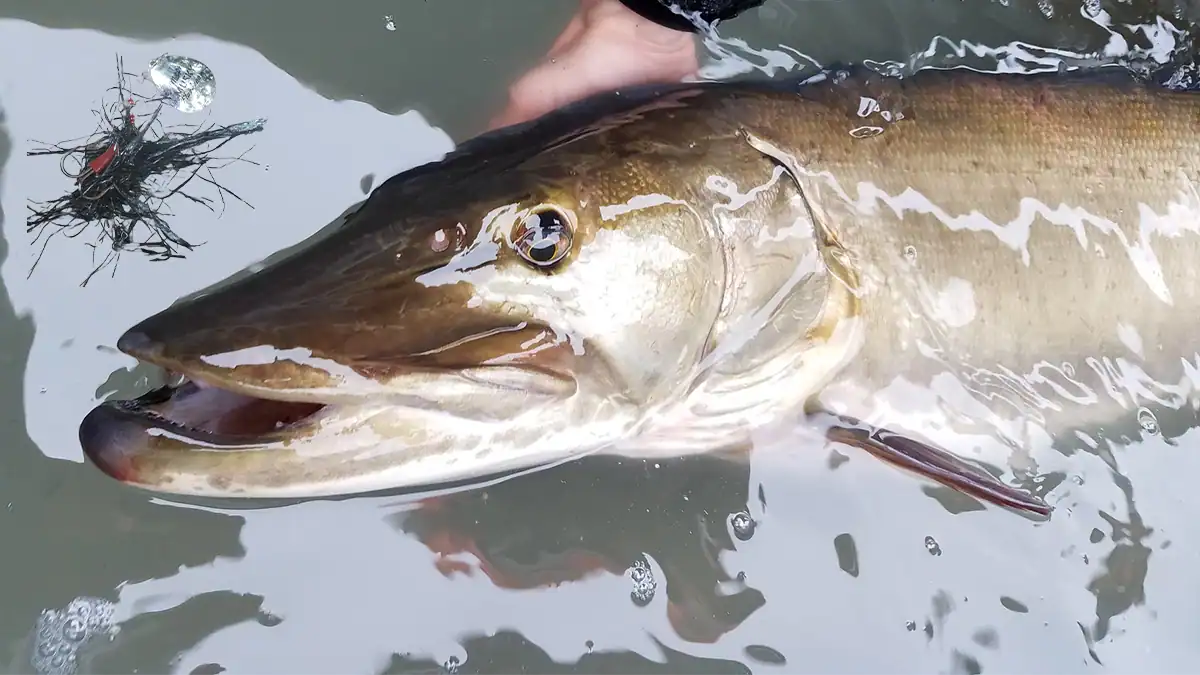 Wisconsin musky fishing