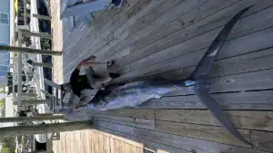Mystery Marlin Might Have Been a World Record