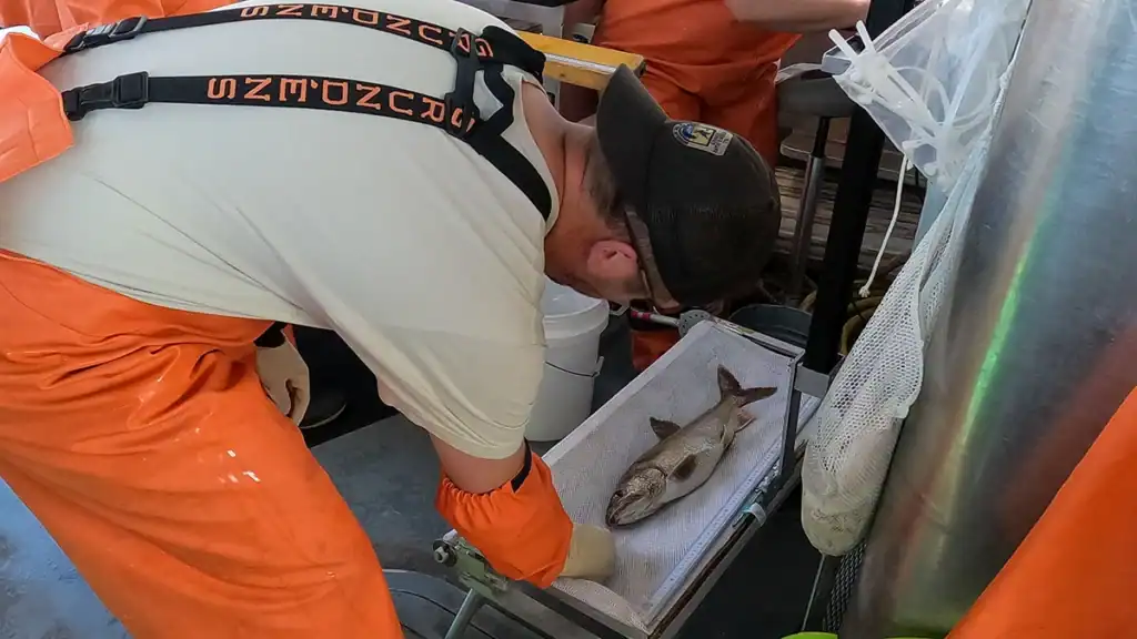 Mary Catherine lake trout