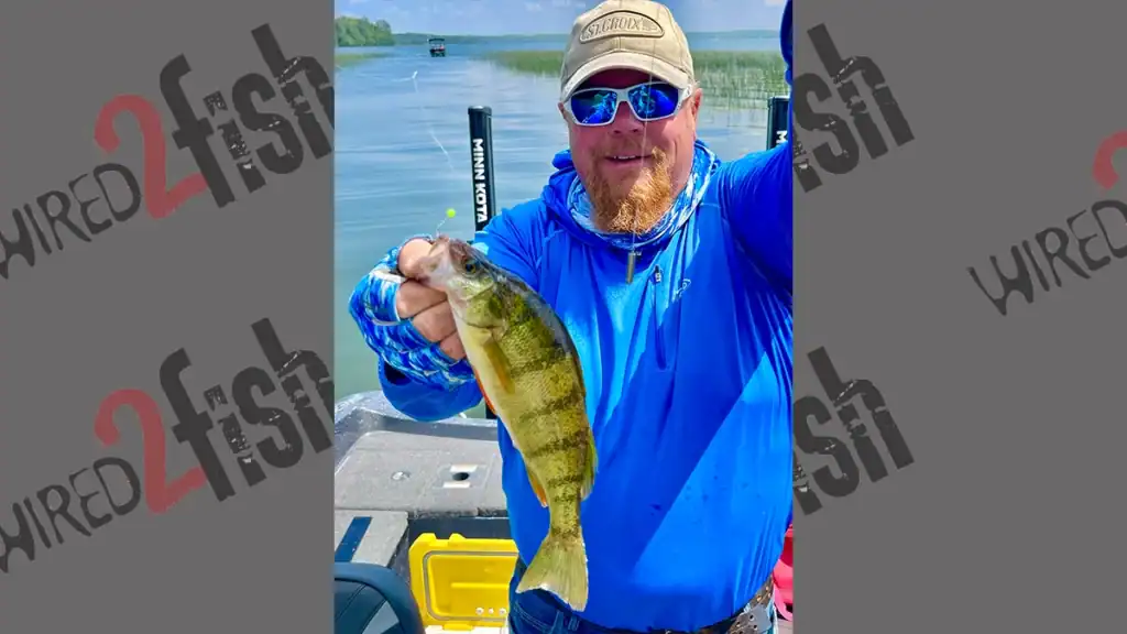 live bait perch fishing