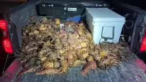Late-Night Lobster Haul Lands Poachers in Trouble on California Coast