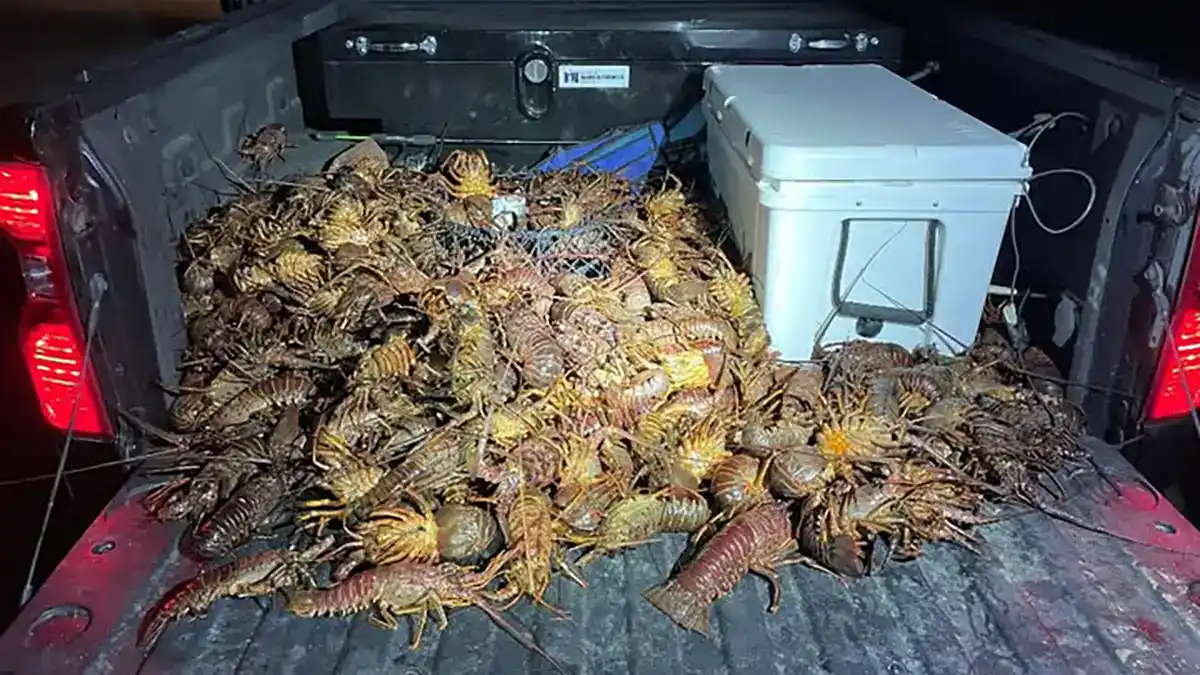 poached spiny lobster
