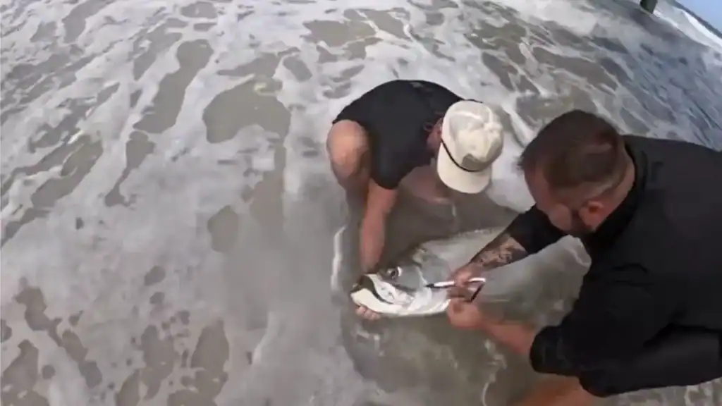 removing hook from tarpon caught off pier
