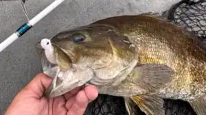 smallmouth caught on a minnow