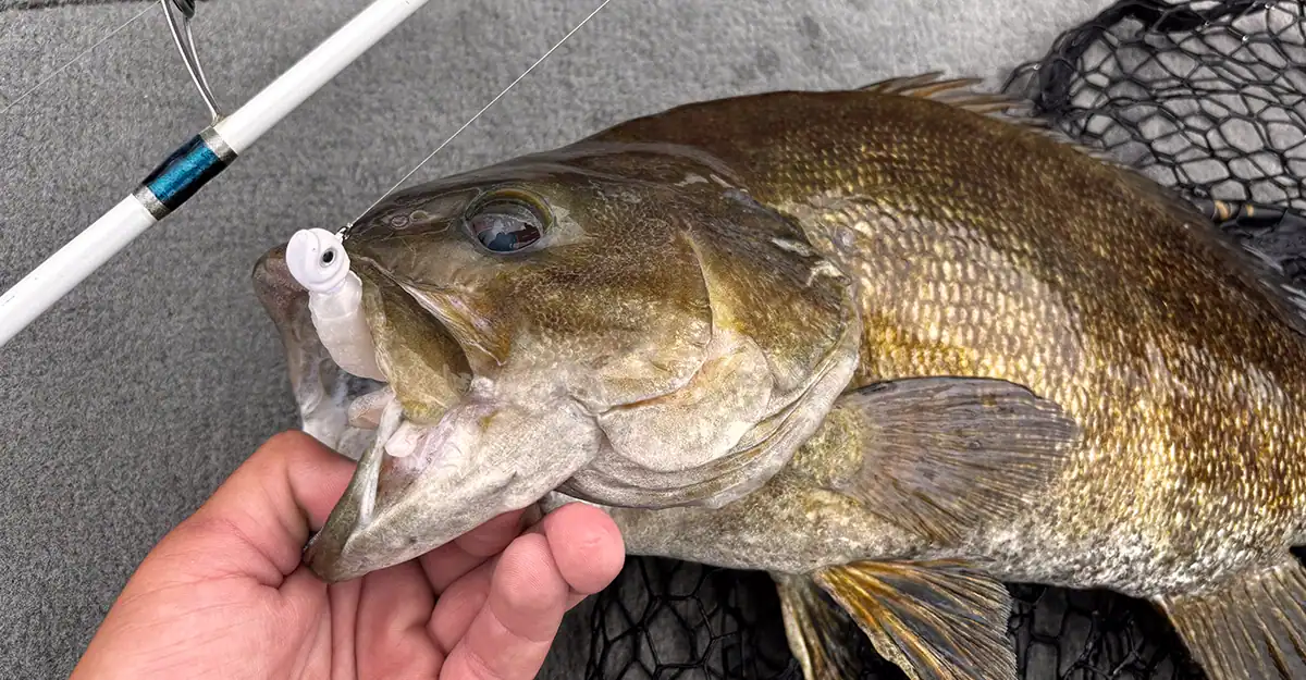 smallmouth caught on a minnow