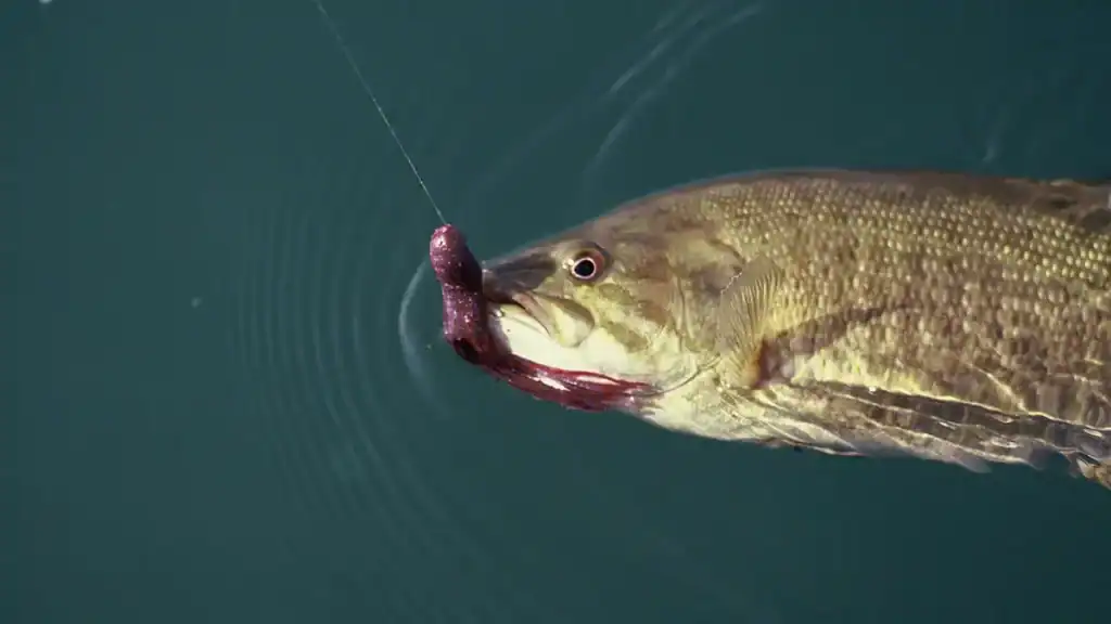 smallmouth at ridgway reservoir