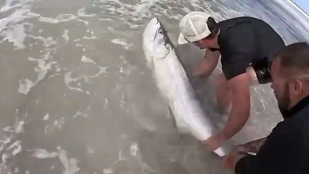 tarpon caught from pier